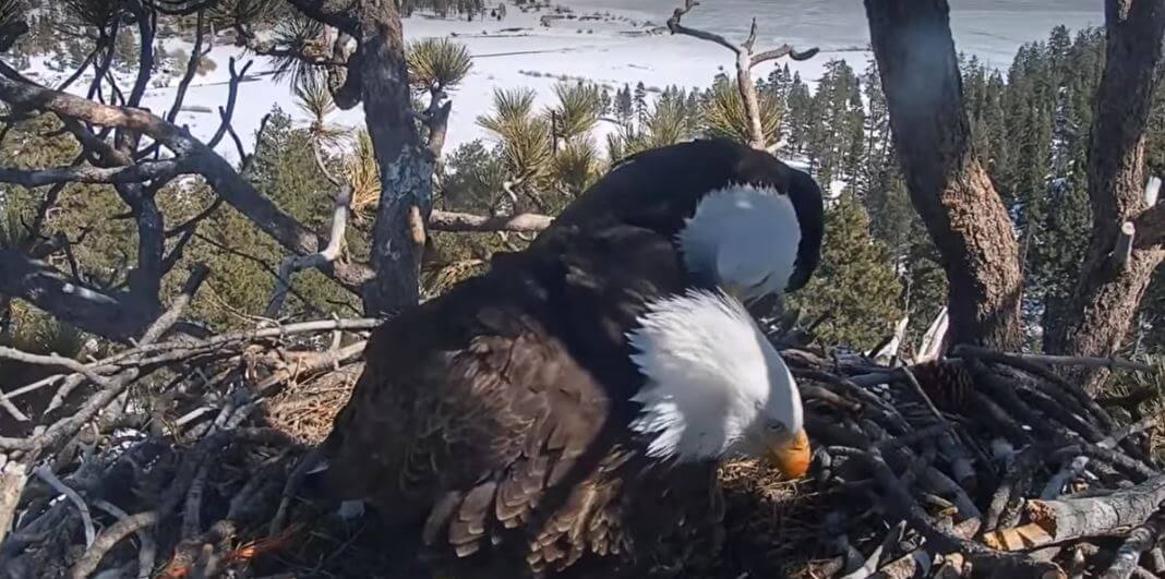 "Captivating Footage: Devoted Eagle Pampers Mate in Heartwarming