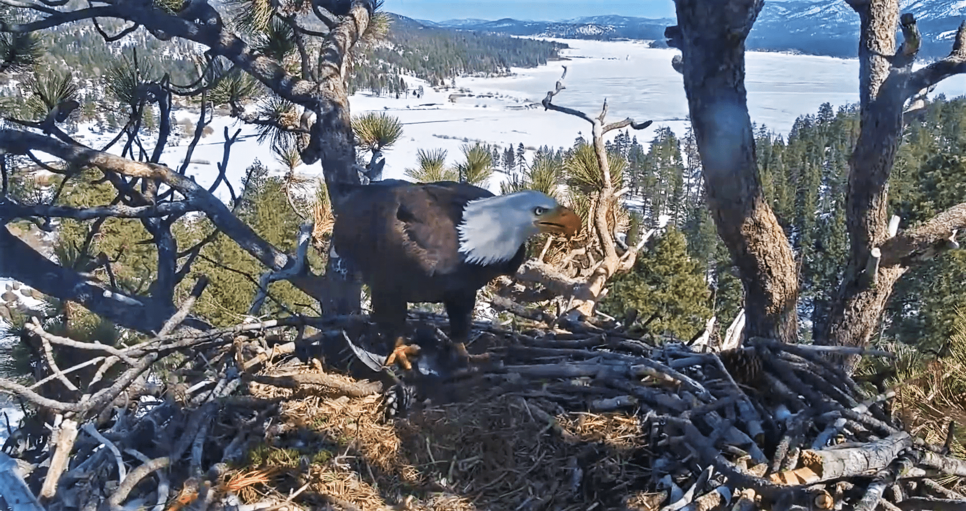 "Captivating Footage: Devoted Eagle Pampers Mate in Heartwarming
