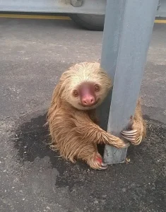 Police Rescue Cute Sloth Stuck on Highway - Heartwarming Story