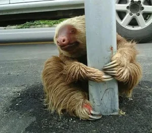 Police Rescue Cute Sloth Stuck on Highway - Heartwarming Story