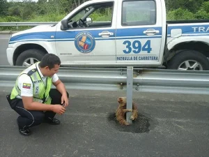 Police Rescue Cute Sloth Stuck on Highway - Heartwarming Story