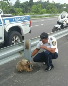 Police Rescue Cute Sloth Stuck on Highway - Heartwarming Story