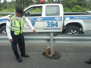 Police Rescue Cute Sloth Stuck on Highway - Heartwarming Story